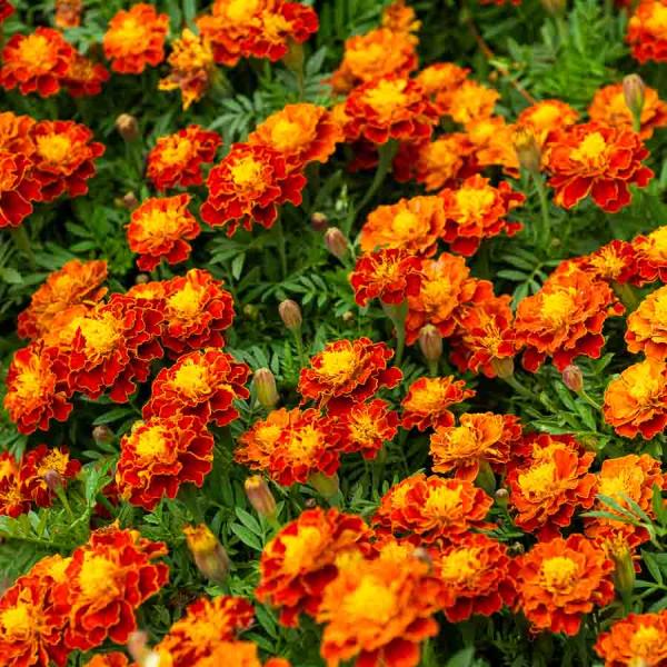 Fleurs - Œillet d'Inde Carmen - face recto